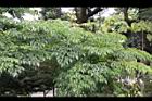 山菜豆-葉04.jpg