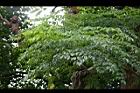 山菜豆07.jpg
