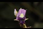 山葛-花12.JPG