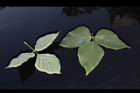 山葛-葉03.JPG