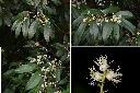 山豬肝-花1.jpg