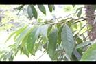 山豬肝-實10.JPG