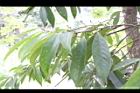 山豬肝-實11.JPG