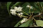 山豬肝-花序14.JPG