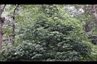 山豬肝04.jpg