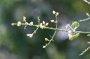山香圓-花00.jpg