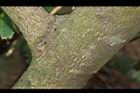 山香圓-莖01.JPG