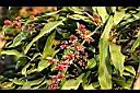 巴西鐵樹-花04.JPG