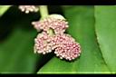 巴西鐵樹-花苞02.JPG