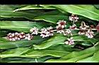 巴西鐵樹-花00.JPG