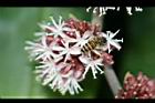 巴西鐵樹-花02.JPG