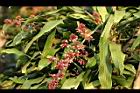 巴西鐵樹-花04.JPG