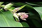 巴西鐵樹-花苞03.JPG