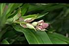 巴西鐵樹-花苞04.JPG