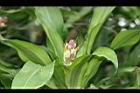 巴西鐵樹-花苞05.JPG