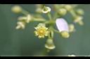 廣東山葡萄-花1.jpg