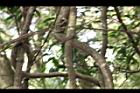 廣東山葡萄-藤19.JPG
