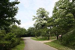 油桐花景觀09.jpg