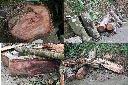 廣東油桐-木材1.jpg