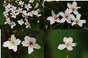 廣東油桐-雄花1.jpg