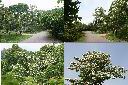 油桐花景觀3.jpg