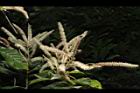 後大埔石櫟-花序96.JPG