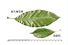 後大埔石櫟-葉24.JPG