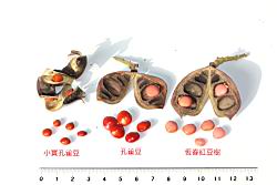 恆春紅豆樹-種子31.JPG
