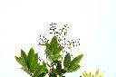 恆春紅豆樹-幼葉01.jpg