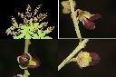 恆春紅豆樹-花.jpg
