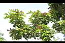 恆春紅豆樹-花序03.JPG