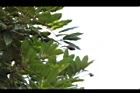 恆春紅豆樹-實00.JPG