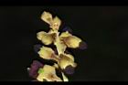 恆春紅豆樹-花06.JPG