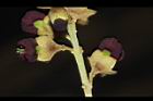 恆春紅豆樹-花09.JPG