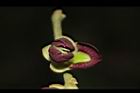恆春紅豆樹-花14.JPG