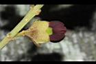 恆春紅豆樹-花16.JPG