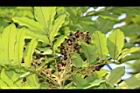 恆春紅豆樹-花序08.JPG