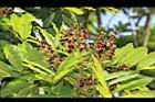 恆春紅豆樹-花序10.JPG