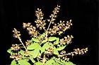 恆春紅豆樹-花序28.JPG
