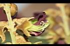 恆春紅豆樹-花蕊03.JPG