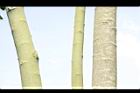 恆春紅豆樹-莖01.JPG