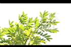 恆春紅豆樹-葉02.JPG