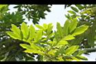 恆春紅豆樹-葉05.JPG