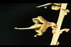 恆春紅豆樹-雌蕊02.JPG