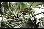 扇椰子-雄花序00.JPG