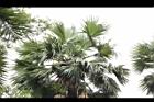 扇椰子-雄花序02.JPG