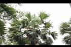 扇椰子-雄花序03.JPG