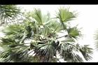 扇椰子-雄花序05.JPG