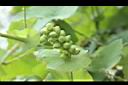 扛板歸-花苞03.JPG