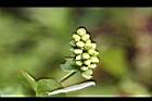 扛板歸-花苞06.jpg